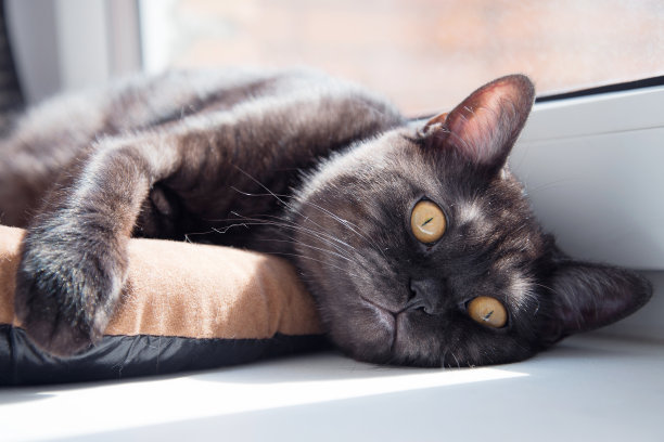 猫躺在窗台上的枕头上图片下载