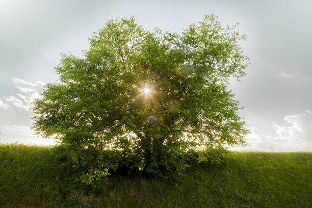 阳光穿过树图片下载