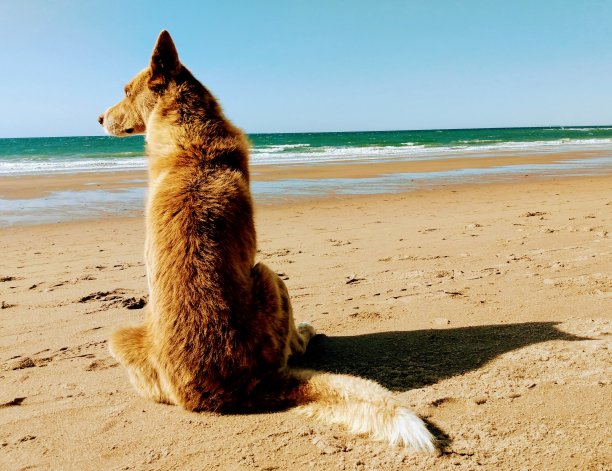 孤独的图片下载