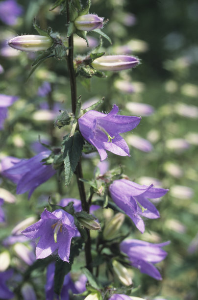 桔梗（Campanula grossekii）图片下载