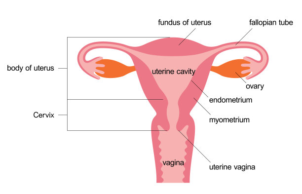 子宫人形插图材料及名称(英文)图片下载