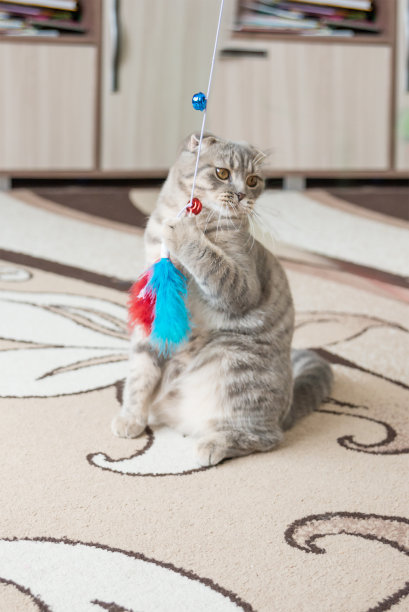 苏格兰折耳猫的猫图片下载