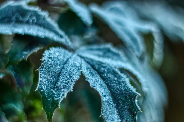 霜降图片素材ID：350250018