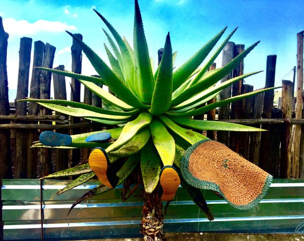 时髦的芦荟设备图片下载