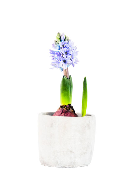 蓝色的风信子在花盆孤立在白色的背景图片下载