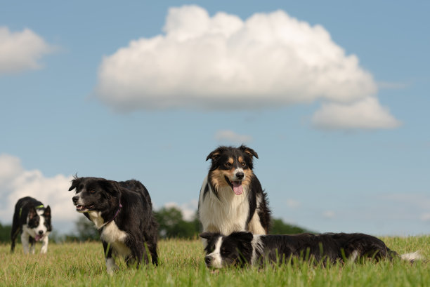 一群听话的狗-边境牧羊犬从幼狗到老狗的所有年龄图片下载