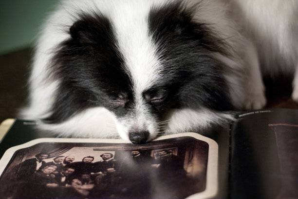 狗狗斯皮兹毛茸茸的，睡觉时埋在一本书里还有一张照片，睡在室内的桌子上，背景是绿色的壁纸图片下载