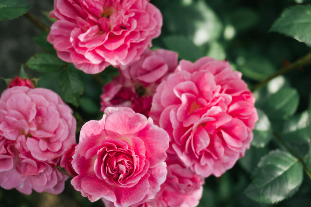 花园里娇嫩的粉红色玫瑰图片下载