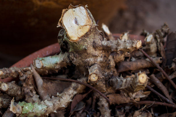 一棵小树枝砍下的树图片下载