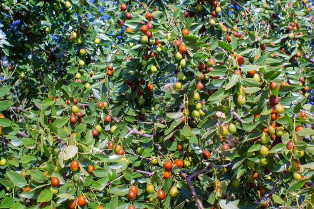 枣子、ber、橘子酱、印度李子等热带果树。浆果的种植。图片下载