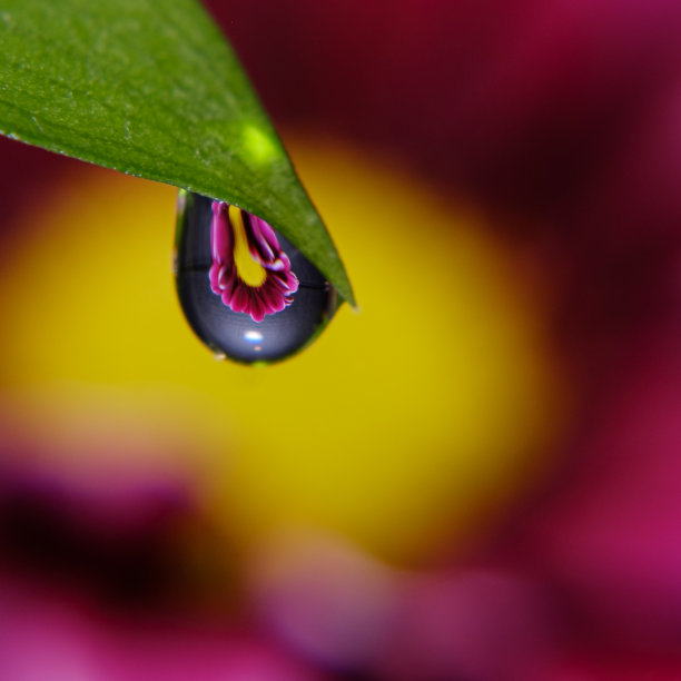 紫菊花反射图片下载