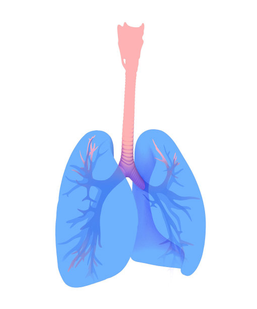 肺，肺和支气管的3d插图。图片下载