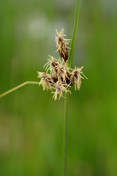 海clubrush图片下载