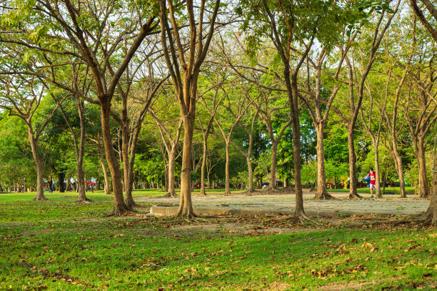 公园里有许多树和草地，背景是天空。图片下载