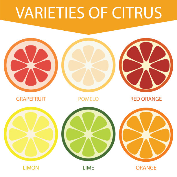 柑橘的品种。青柠、柠檬、橙、红橙、柚子、柚子的配色。矢量插图孤立在白色背景设计和网页。图片下载