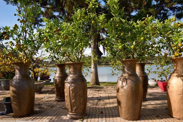 美丽的金橘水果和植物在春天。这是越南农历新年的象征，照片用于创意设计，印刷广告，杂志和更多图片下载