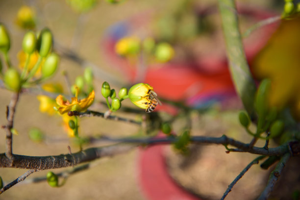 背景是春天的杏花和樱花。这是越南农历新年的象征，照片用于创意设计，印刷广告，杂志和更多图片下载