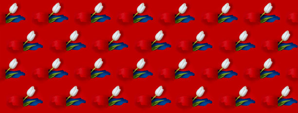 从红纸上的一个洞可以看到一朵白色郁金香。里面显示了一片蓝色和一片绿色的叶子图片下载