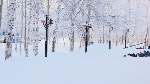 鸽子坐在雪地里。冬天的树上覆盖着白霜。美妙的冬天场景图片下载