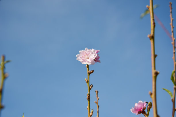 背景是春天的杏花和樱花。这是越南农历新年的象征，照片用于创意设计，印刷广告，杂志和更多图片下载