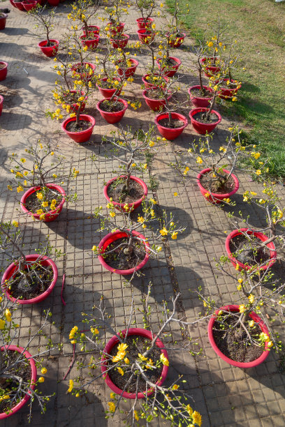 背景是春天的杏花和樱花。这是越南农历新年的象征，照片用于创意设计，印刷广告，杂志和更多图片下载