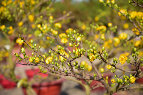 背景是春天的杏花和樱花。这是越南农历新年的象征，照片用于创意设计，印刷广告，杂志和更多图片下载