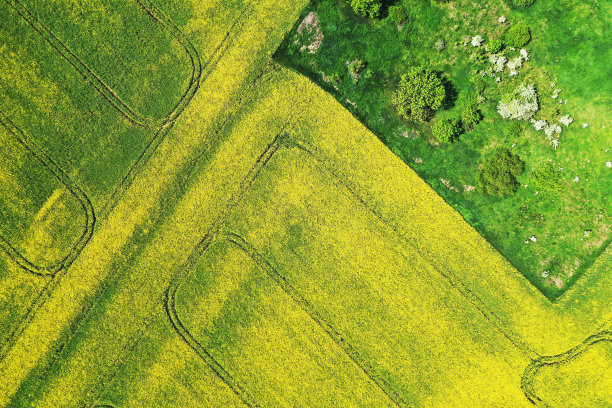 油菜田鸟瞰图及绿化景观图片下载