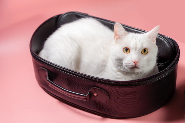 白色的猫看着你在粉红色的背景。胖胖的白色小猫，可爱的姜黄色小猫，留在你的行李里。猫毛茸茸的宠物是感觉快乐和猫可爱舒适。爱宠物的概念。图片下载