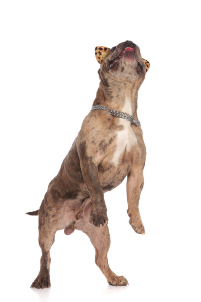 可爱的美国恶霸用后腿站立，抬头看图片下载