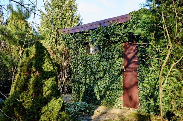 花园里农舍的墙壁上装饰着英国常春藤。图片下载