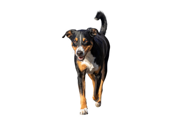 hdog运行图片下载