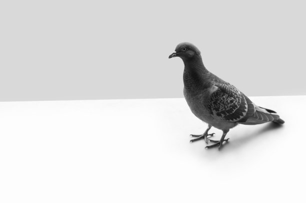白色和灰色背景上的鸽子。黑色和白色图片下载