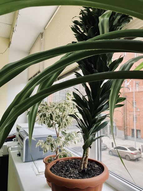 办公室窗台上的花盆里种着绿色植物图片下载