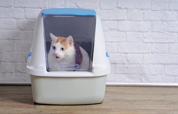 有趣的虎斑猫看起来惊讶从一个封闭的猫砂盒。图片下载