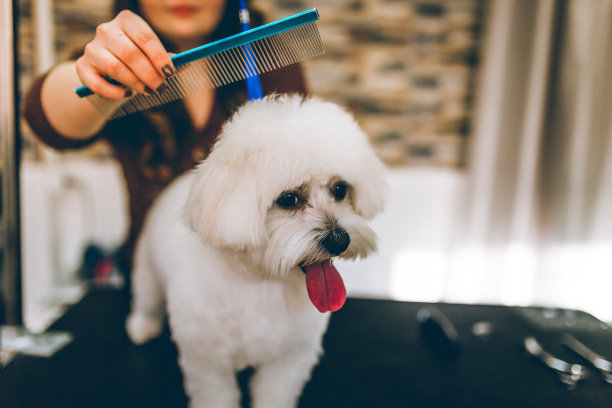 梳理狗图片下载