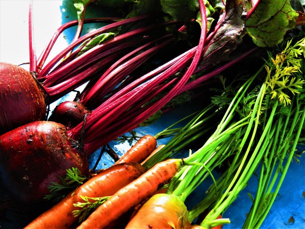 蓝色背景为胡萝卜、甜菜根类蔬菜。图片下载