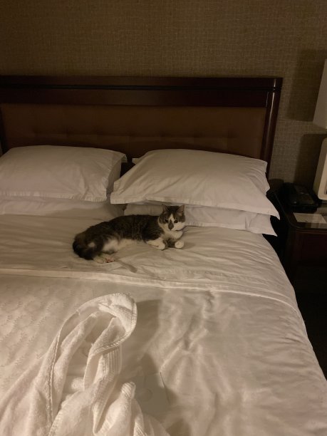 可爱的猫图片下载