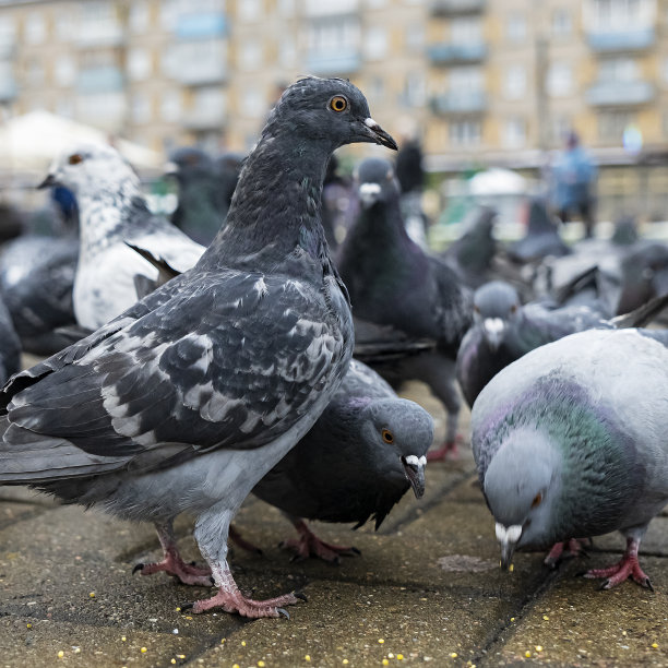 在人行道上啄食小米的鸽子的特写。商业和财务概念。图片下载