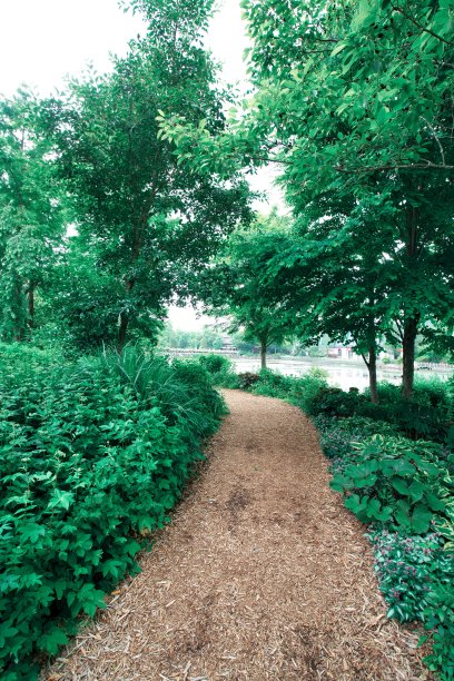 森林中孤独的小路图片下载