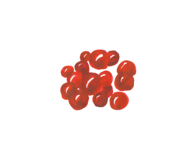 水彩红色浆果孤立的白色背景。图片下载