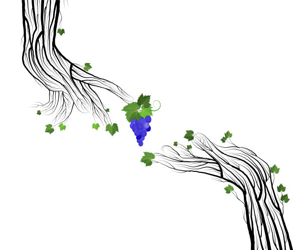 葡萄酒概念的秘密，两个人的手看起来像葡萄的树枝在白色的背景上，葡萄触摸自然的概念，生态葡萄酒的概念向量图片下载