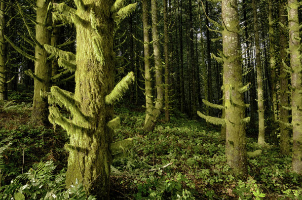 柔和的HDR光照苔藓杉树在森林图片下载