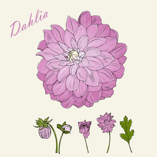 Ð¿Ð¸Ð¾Ð½[Ð¿NÐµÐ¾Ð±NÐ°Ð·Ð¾Ð²Ð°Ð½Ð½NÐ¹]图片下载