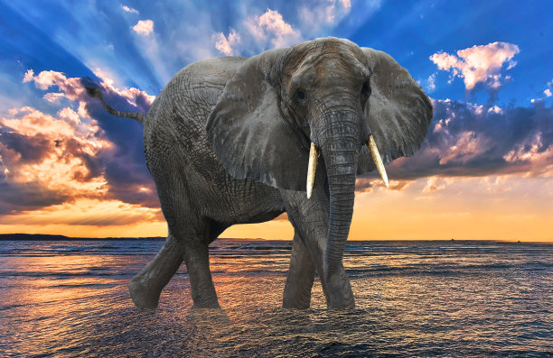 海滩上的黑象图片下载