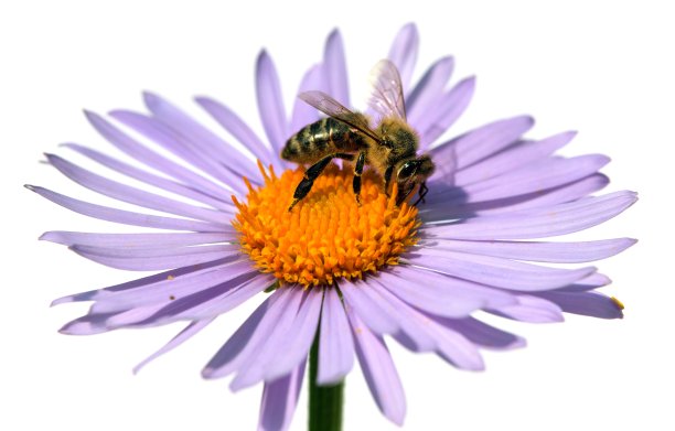 蜜蜂或蜜蜂在花上，孤立图片下载