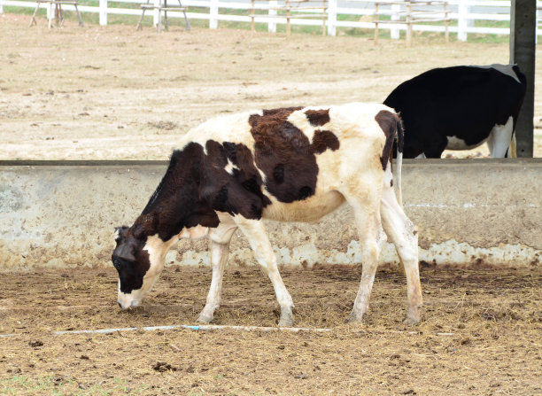 农场里的奶牛图片下载
