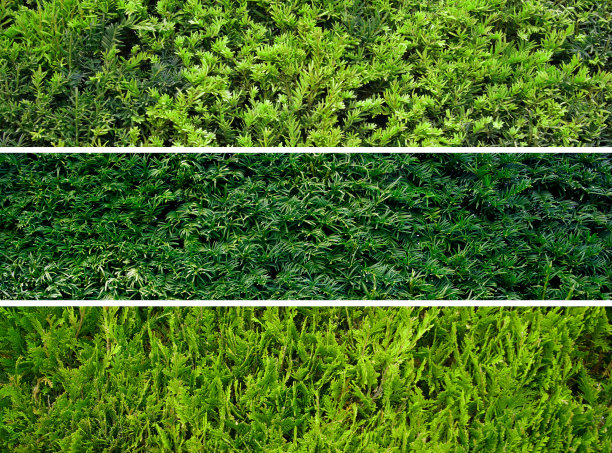 三种Thuja树篱(柏树、刺柏)。无缝纹理的绿色自然背景。全景图雅树的树篱。金钟柏纹理。长树对冲图片下载