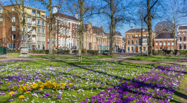 格罗宁根公园里五颜六色的番红花图片下载