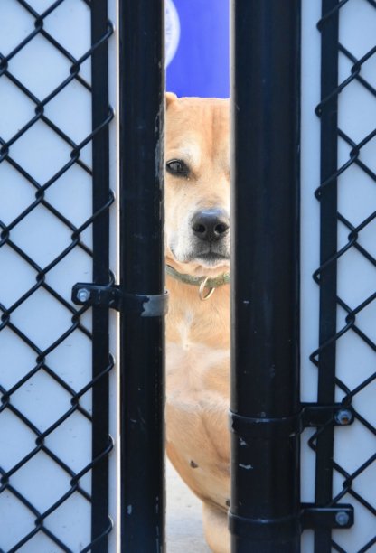 收容所里的狗在看图片下载