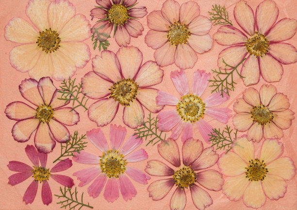 旧相册里的一页是粉红色的。剪贴簿元素装饰的叶子，花和花瓣野花。乡村风格的相册页在剪贴簿与相框的照片。图片下载